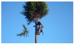 Nick Bailey Tree Services Ltd'
