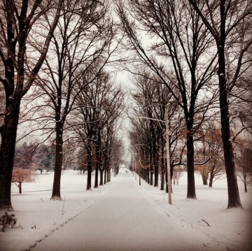 Northampton Valley Country Club snowy tree lined drive.'