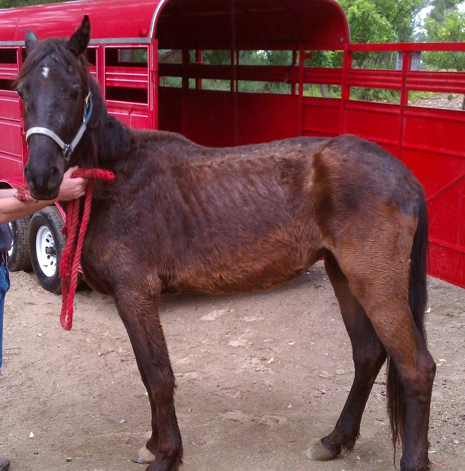 Hope, tied to a fence and left to starve. She died after 36'