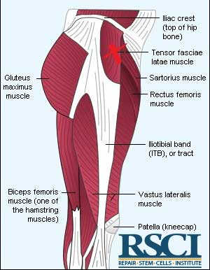 Great Promise for Aging Muscles'