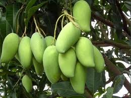 African Mango Reviews