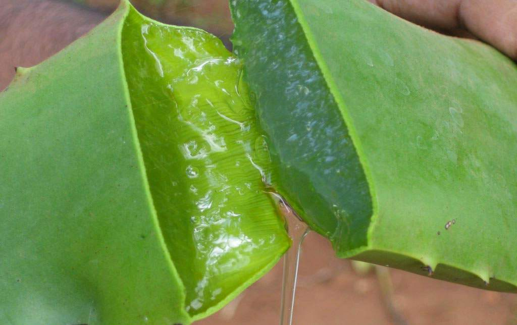 Aloe Vera Total Health'