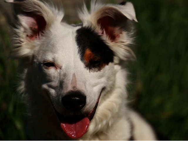 The Mutt'
