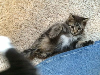 Bijou Tummy