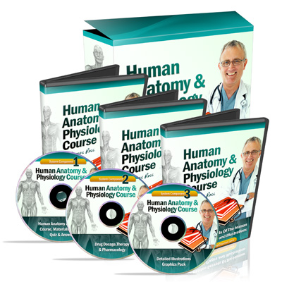 human anatomy'
