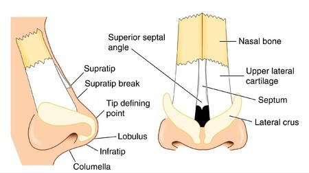Rhinoplasty Portland'