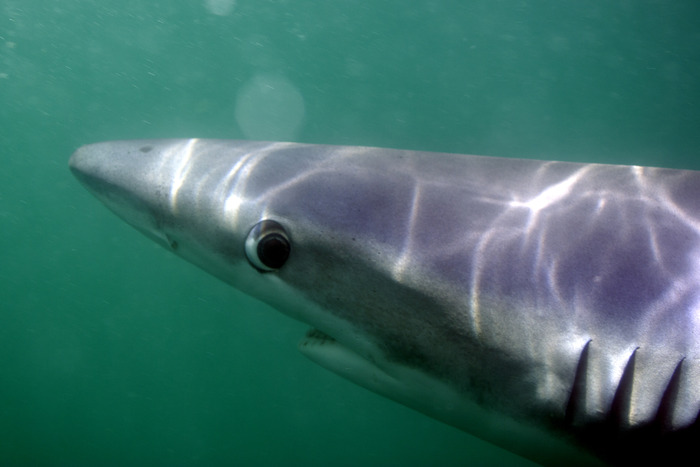 Barbara Toll Photography Project &lsquo;Hammerhead&r