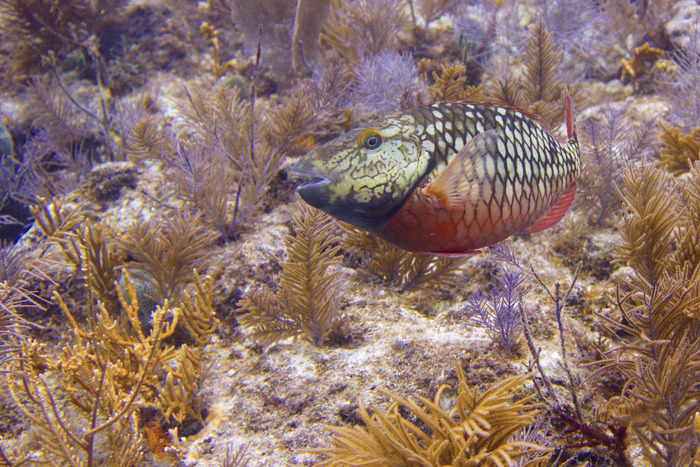 Barbara Toll Photography Project &lsquo;Hammerhead&r