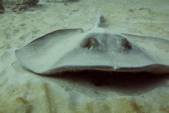 Barbara Toll Photography Project &lsquo;Hammerhead&r