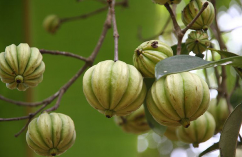 Garcinia Cambogia Fruit Extracts'