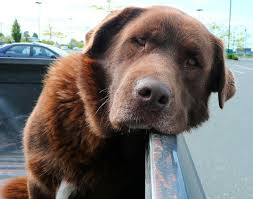 A Bored Dog'