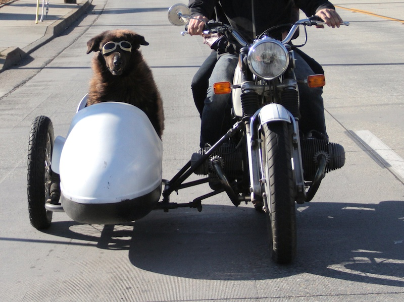 Artie, a rescued Newfoundland, takes to the highways.'