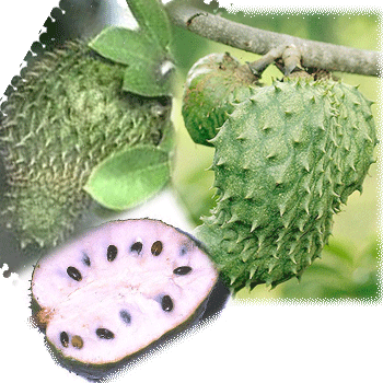 Platinum Graviola Soursop Extracts'