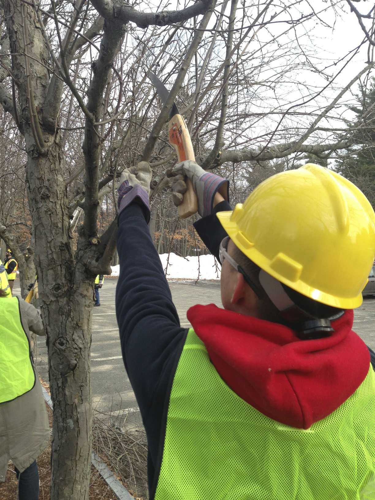 Volunteer prunes a tree in Springfield's Forest Park