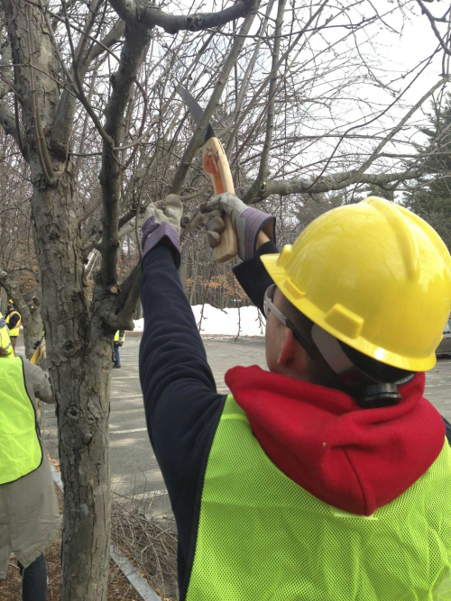 Volunteer prunes a tree in Springfield's Forest Park'