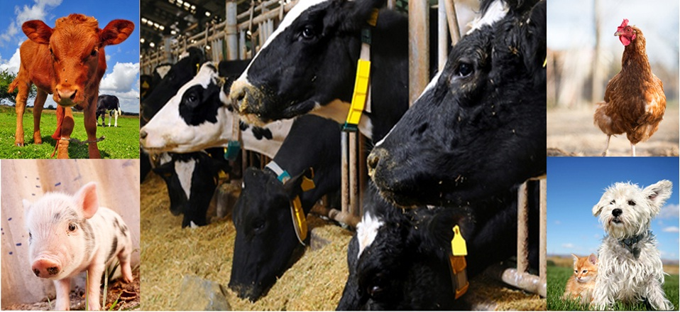 Animal Feed Additives Market is Expected to Reach $20 Billio'