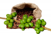 Green Coffee Bean Extract'