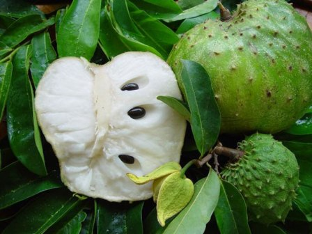 Platinum Graviola Soursop'