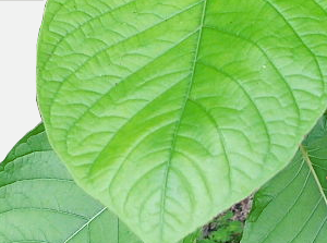 Kratora leaves'