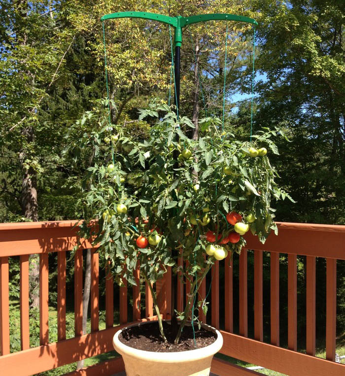 Miracle Stake, Inc. Grow Bigger, Healthier Vegetables