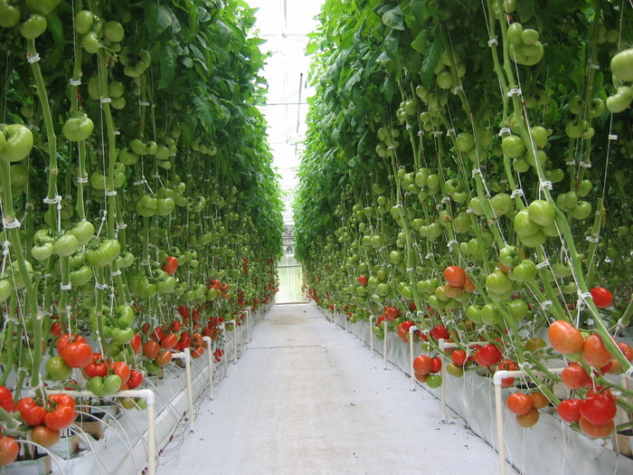 Miracle Stake, Inc. Grow Bigger, Healthier Vegetables