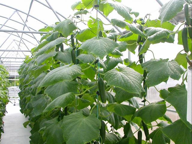 Miracle Stake, Inc. Grow Bigger, Healthier Vegetables