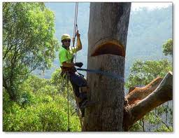 Company Logo For Performance Arboriculture'