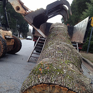 Atlanta tree removal'
