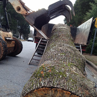 Atlanta tree removal