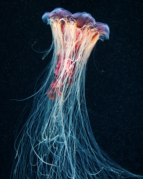 Aquatilis Expedition
