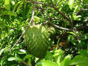 Graviola Cancer Reviews'