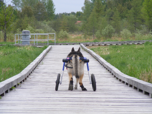 Walkin_Wheels_Dog_Wheelchair_Handicapped_Pets.jpg'
