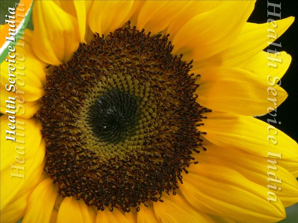 Forerunners Health Care