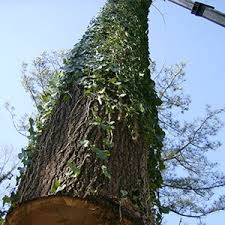 Atlanta tree removal