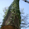 Atlanta tree removal'