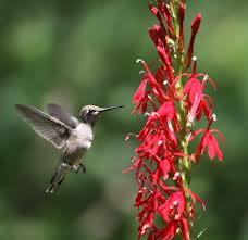 Company Logo For Perennial Nursery Co'
