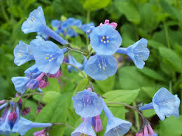 Perennials For Sale