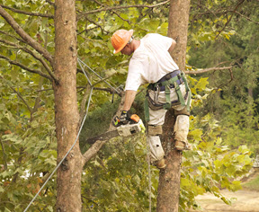 Genesis Tree Service'