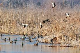 waterfowl hunting