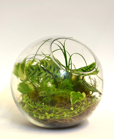 Terrariums For Sale'