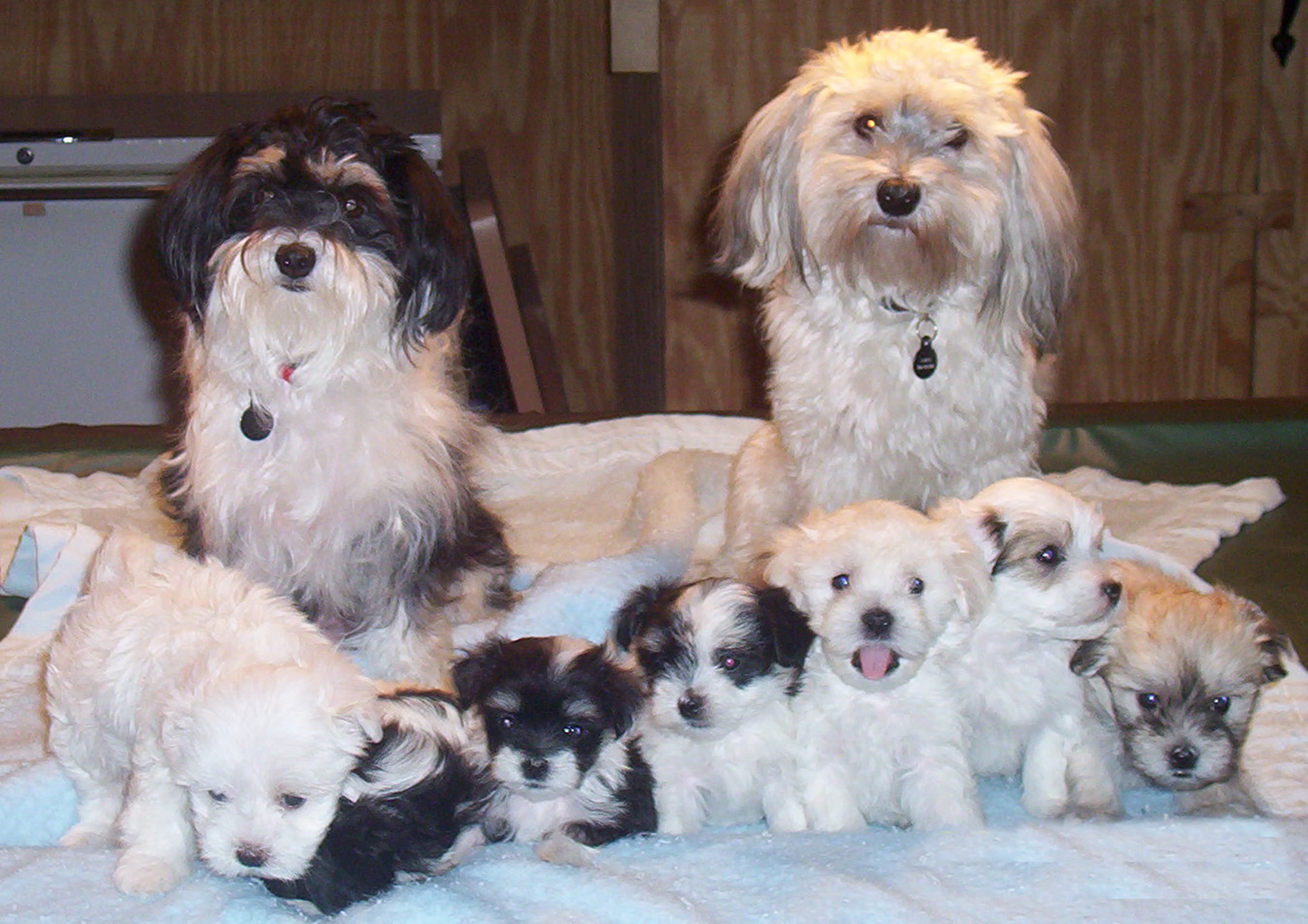 Puppy Potty Training Tips'