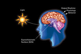 circadian rythm