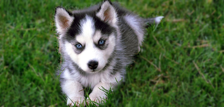 Pomeranian Husky Mix'