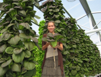 Organics of Chicago Emerging Green Technologies