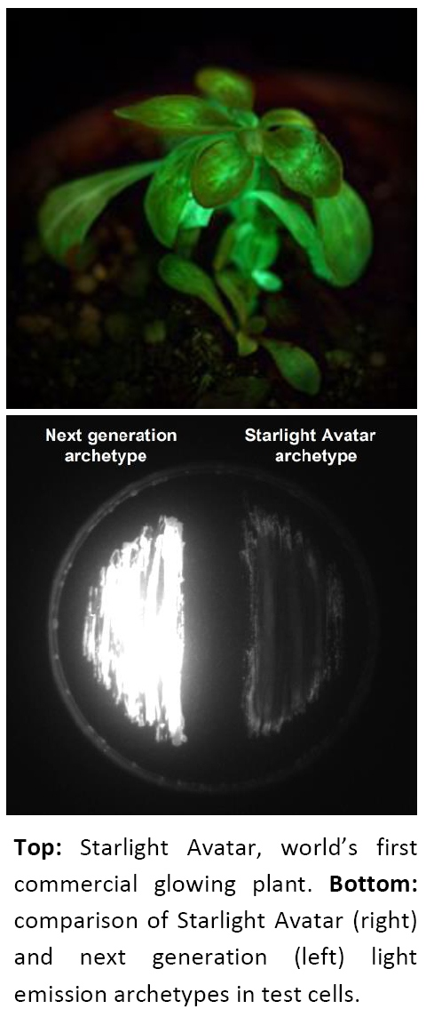 Breakthrough in Glowing Plants Technology'
