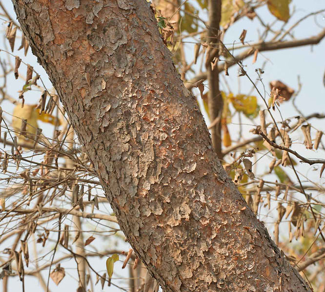 Boswellia Serrata'