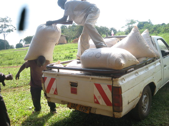 Eco-Agric Uganda Hope to 500 Ugandan Orphans