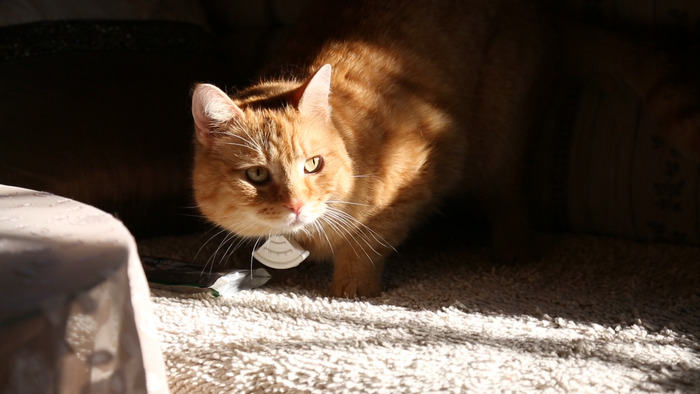 Blumove Bluetooth Security Assistant