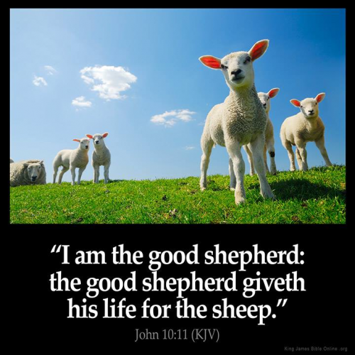 Bible Shepherd'