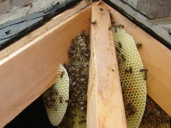First Choice Bee Removal'